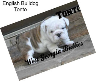 English Bulldog Tonto