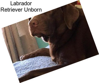 Labrador Retriever Unborn