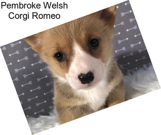 Pembroke Welsh Corgi Romeo