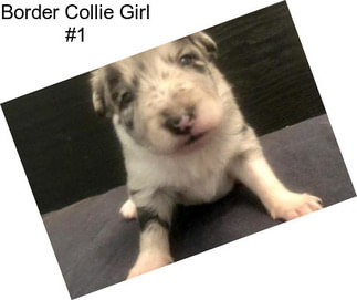 Border Collie Girl #1