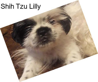 Shih Tzu Lilly