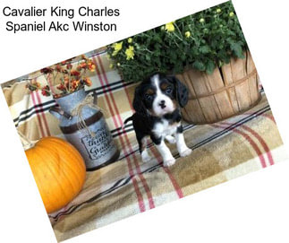 Cavalier King Charles Spaniel Akc Winston