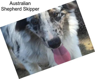 Australian Shepherd Skipper