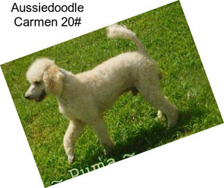 Aussiedoodle Carmen 20#