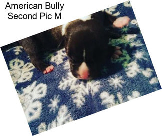 American Bully Second Pic M