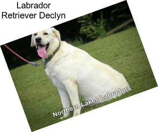 Labrador Retriever Declyn