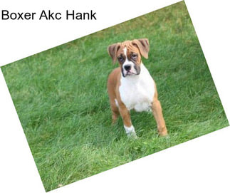 Boxer Akc Hank