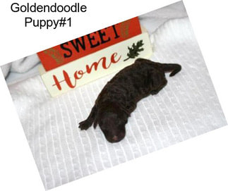 Goldendoodle Puppy#1