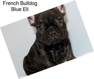 French Bulldog Blue Eli