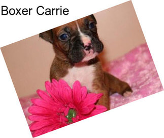 Boxer Carrie