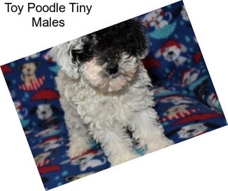 Toy Poodle Tiny Males