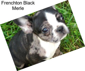 Frenchton Black Merle