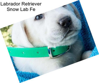 Labrador Retriever Snow Lab Fe