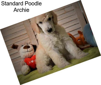 Standard Poodle Archie