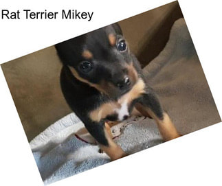 Rat Terrier Mikey