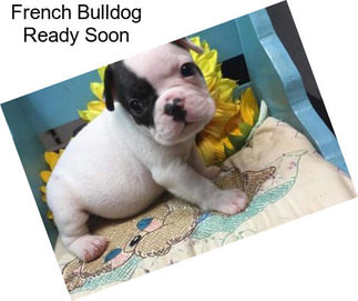 French Bulldog Ready Soon