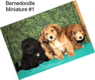 Bernedoodle Miniature #1