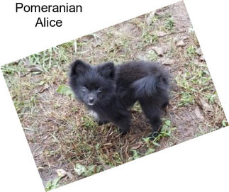 Pomeranian Alice