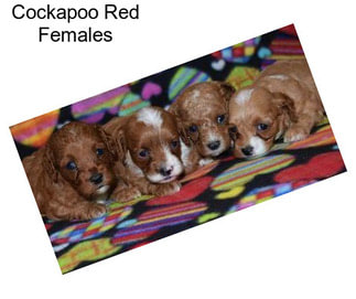 Cockapoo Red Females