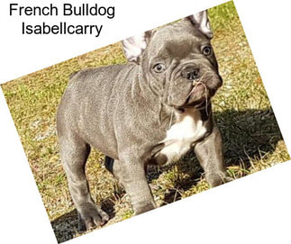 French Bulldog Isabellcarry