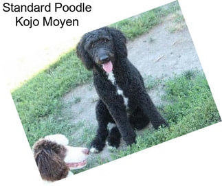 Standard Poodle Kojo Moyen