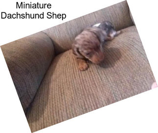 Miniature Dachshund Shep