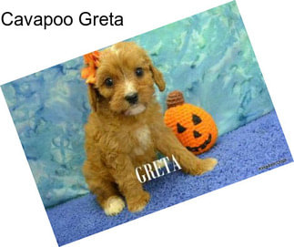 Cavapoo Greta