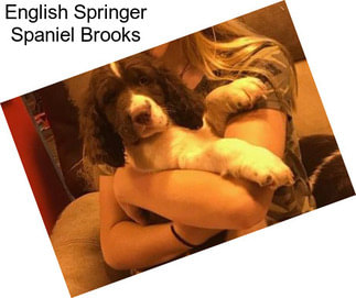 English Springer Spaniel Brooks