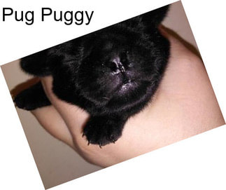 Pug Puggy