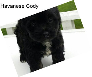 Havanese Cody