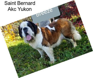 Saint Bernard Akc Yukon