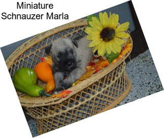 Miniature Schnauzer Marla