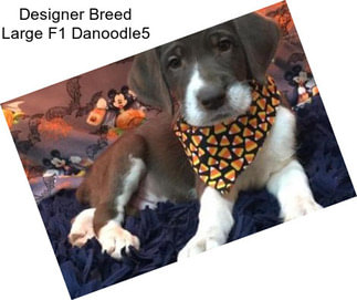 Designer Breed Large F1 Danoodle5