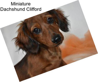 Miniature Dachshund Clifford