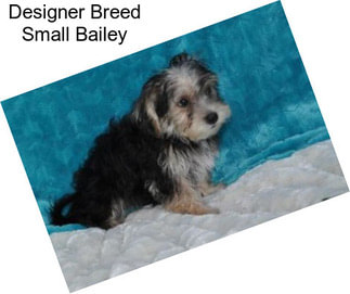 Designer Breed Small Bailey