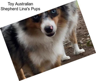 Toy Australian Shepherd Lina\'s Pups