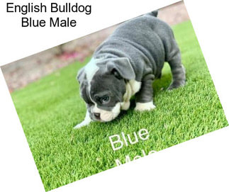 English Bulldog Blue Male