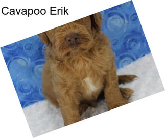 Cavapoo Erik