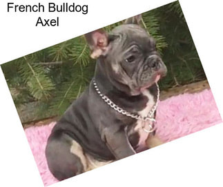 French Bulldog Axel