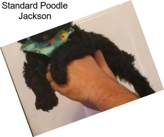 Standard Poodle Jackson