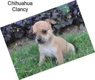 Chihuahua Clancy