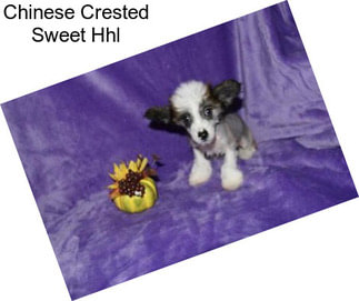 Chinese Crested Sweet Hhl