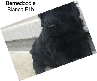 Bernedoodle Bianca F1b