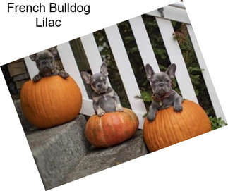 French Bulldog Lilac