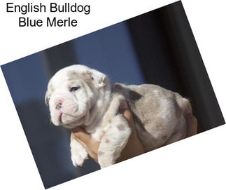 English Bulldog Blue Merle