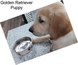 Golden Retriever Puppy