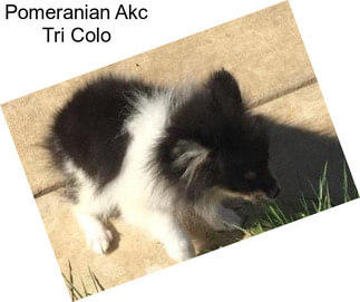 Pomeranian Akc Tri Colo