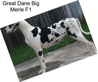 Great Dane Big Merle F1
