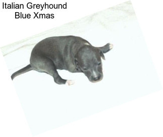 Italian Greyhound Blue Xmas