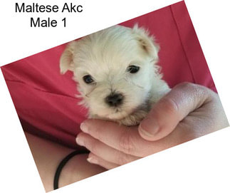 Maltese Akc Male 1